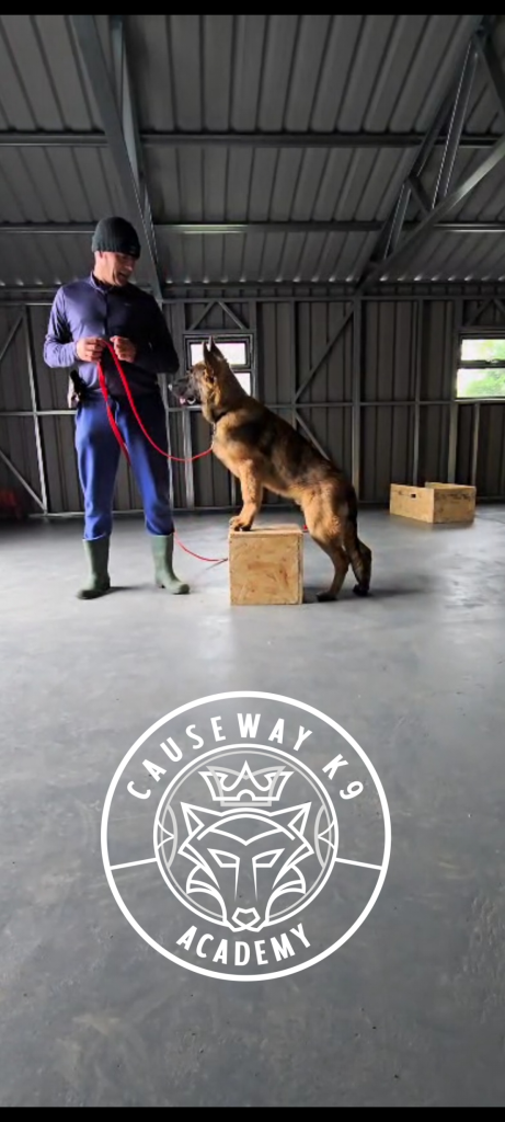 German Shepherd dog standing on wooden block