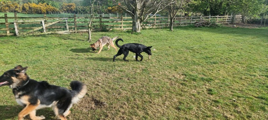 Three dogs playing in grass