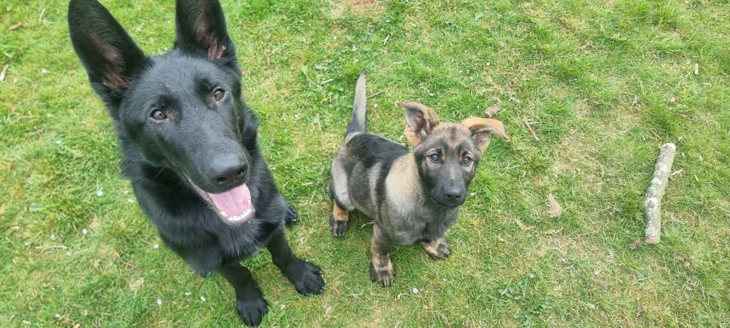 Two dogs on green grass
