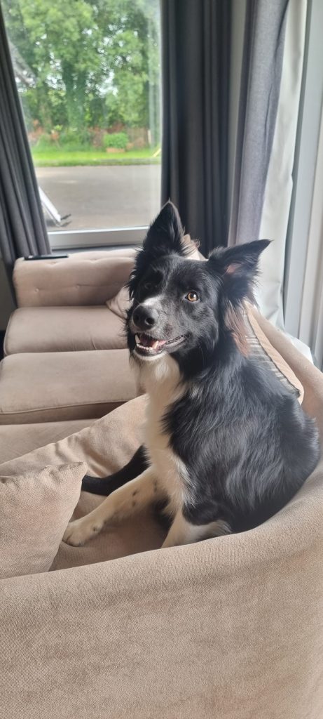 Dog sitting on a couch