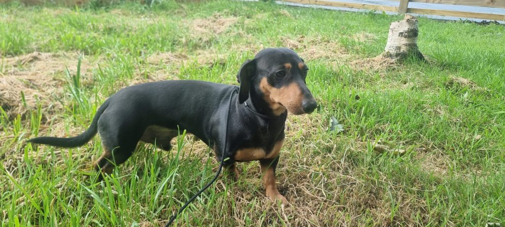 Dachshund standing on grass