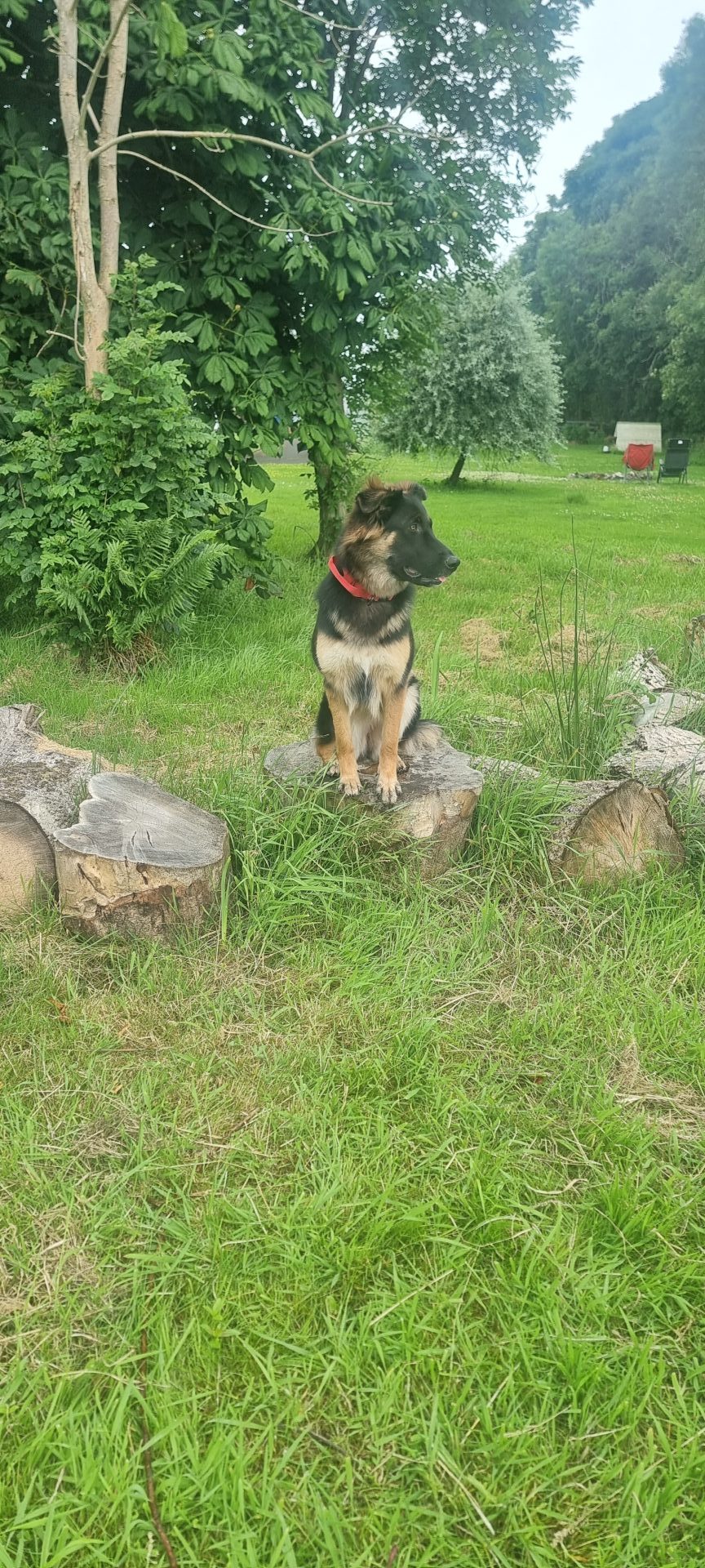  German Shepherd dog in lawn