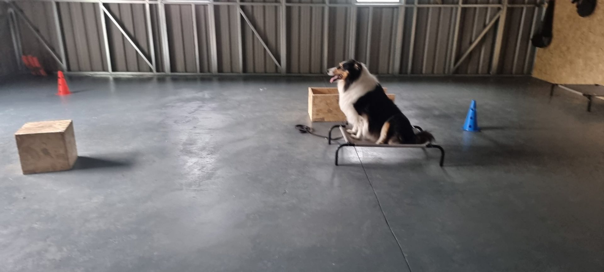 Dog sitting on the small stool