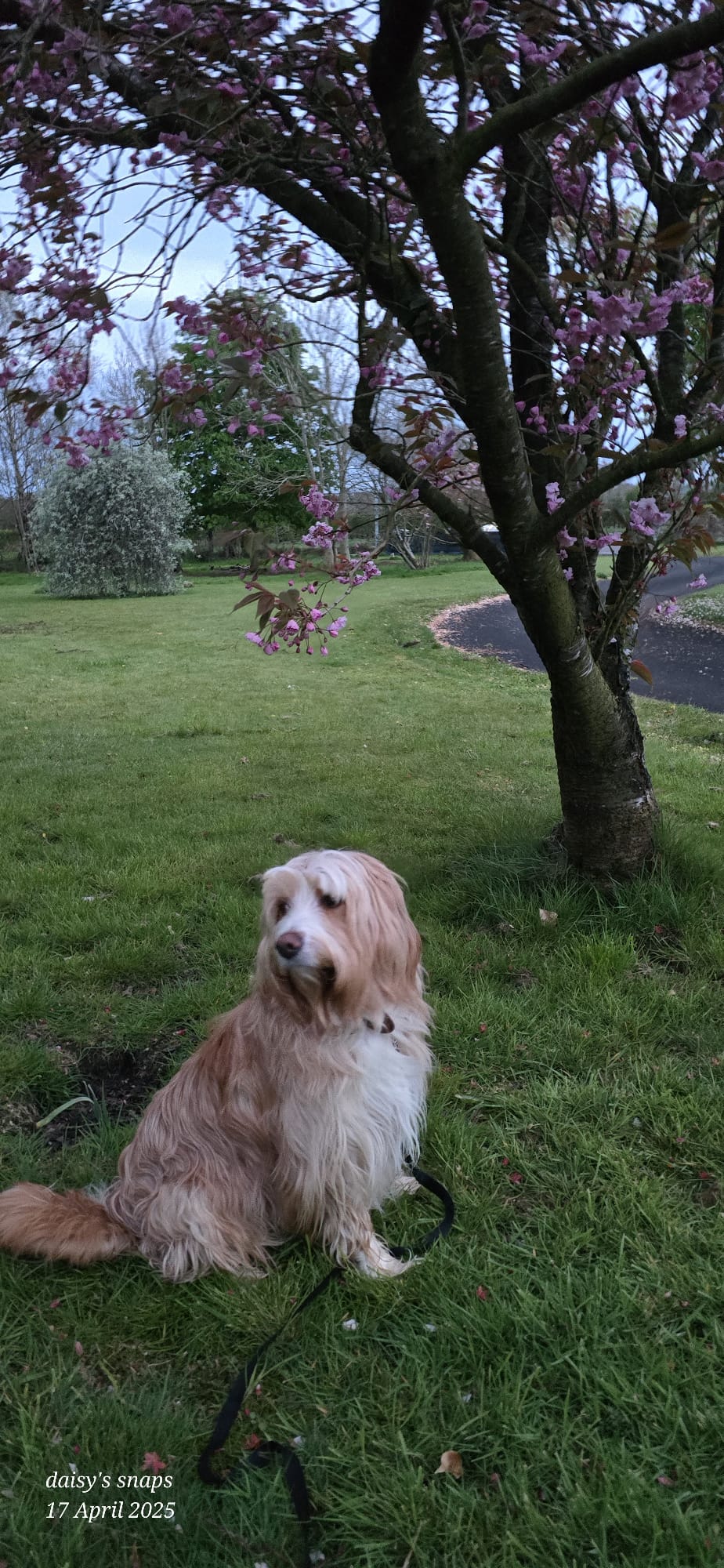 Dog in open lawn