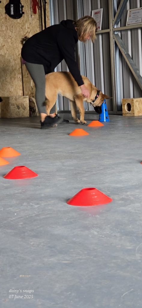 Female dog trainer guiding a dog through a cone training setup