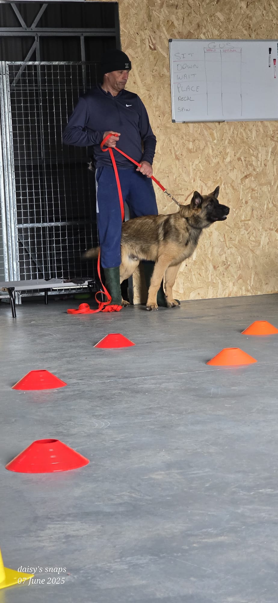  German Shepherd dog with trainer