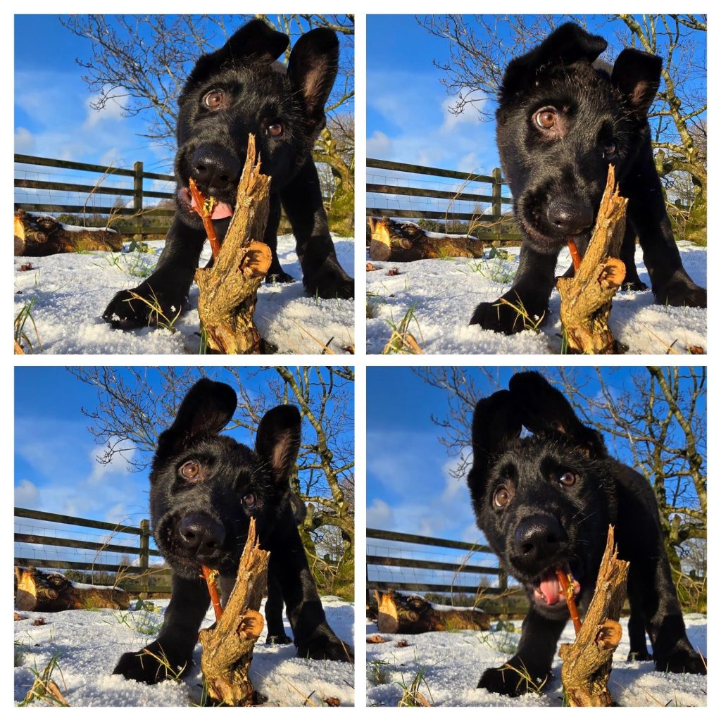 Dog playing with wooden log