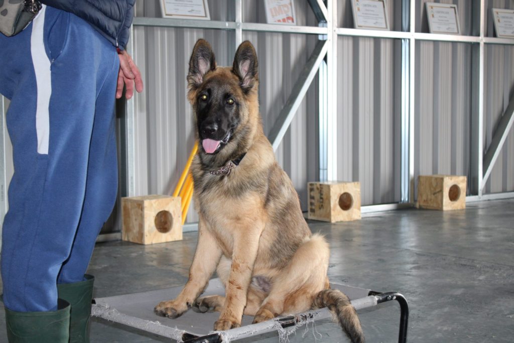 German shepherd sitting on platform