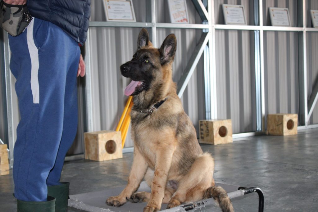 German Shepherd dog
