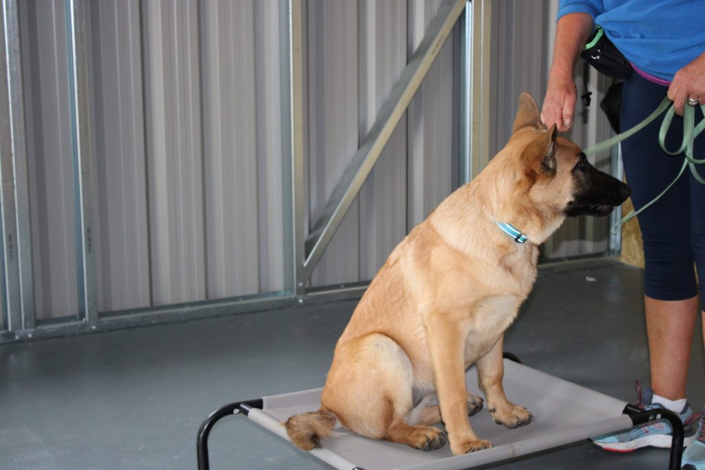 Dog sitting on training platform
