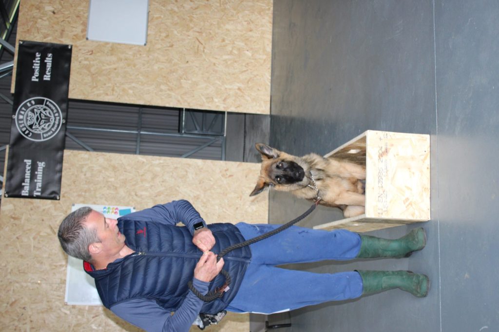 German Shepherd dog sitting in box next to a male trainer