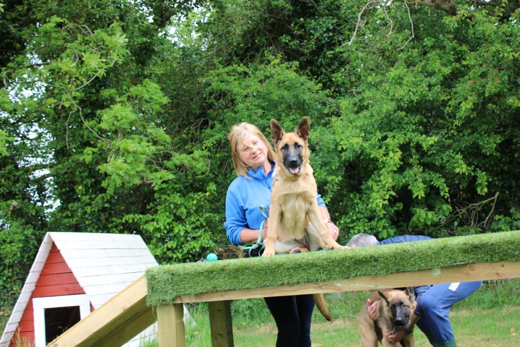 German Shepherd dog sitting on a table with a lady trainer