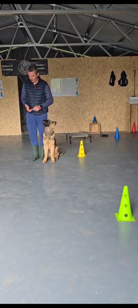 Dog training with cones setup